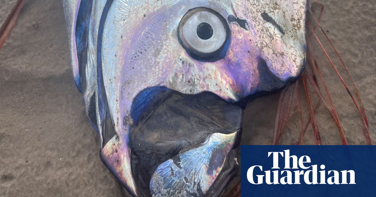Giant Oarfish Found On Tasmania's Coast