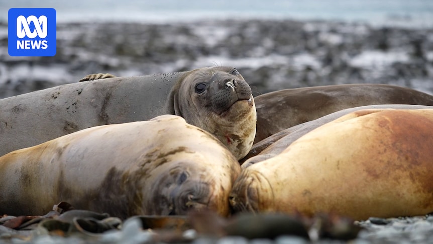 H5N1 Bird Flu: Antarctic Jump Sparks Pandemic Fears