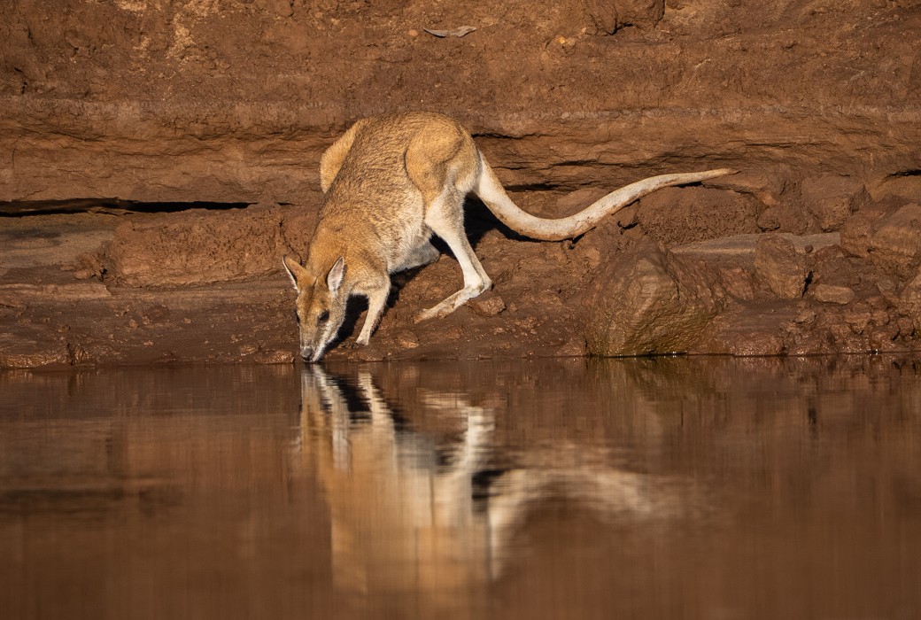 Kimberley Wildlife Clash: Wallaby Vs. Croc