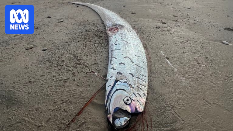 Rare Oarfish Discovery On Tasmania's West Coast
